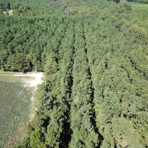 Photo of UNDER CONTRACT!  72 Acres of Hunting and Managed Timber Land For Sale in Northampton County NC!