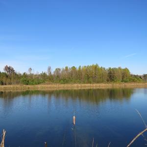 Photo of SOLD!  112 Acres of Farm and Recreational Land For Sale in Robeson County NC!