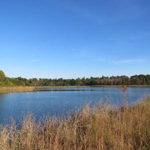 Photo of SOLD!  112 Acres of Farm and Recreational Land For Sale in Robeson County NC!