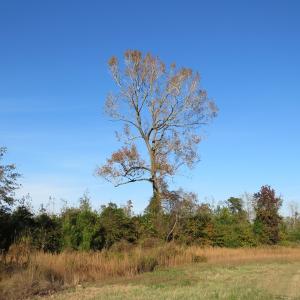 Photo of SOLD!  112 Acres of Farm and Recreational Land For Sale in Robeson County NC!