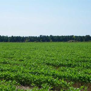 Photo of 0.41 Acre Residential Lot For Sale in Southampton County VA!