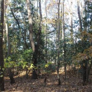 Photo of UNDER CONTRACT!  12.7 Acres of Residential Hunting Land For Sale in Isle of Wight County VA!