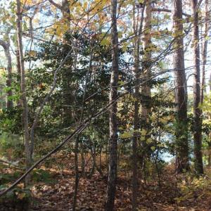 Photo of UNDER CONTRACT!  12.7 Acres of Residential Hunting Land For Sale in Isle of Wight County VA!