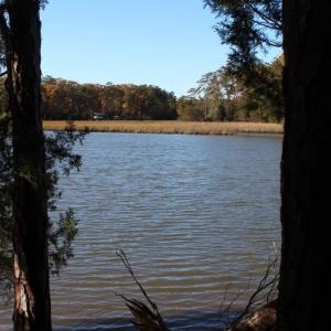 Photo of UNDER CONTRACT!  12.7 Acres of Residential Hunting Land For Sale in Isle of Wight County VA!