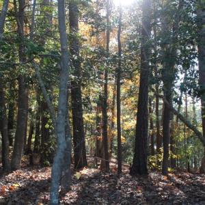 Photo of UNDER CONTRACT!  12.7 Acres of Residential Hunting Land For Sale in Isle of Wight County VA!