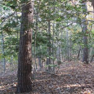 Photo of UNDER CONTRACT!  12.7 Acres of Residential Hunting Land For Sale in Isle of Wight County VA!