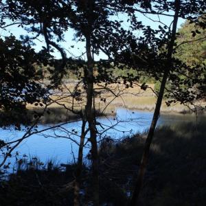 Photo of UNDER CONTRACT!  12.7 Acres of Residential Hunting Land For Sale in Isle of Wight County VA!