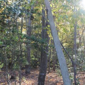 Photo of UNDER CONTRACT!  12.7 Acres of Residential Hunting Land For Sale in Isle of Wight County VA!