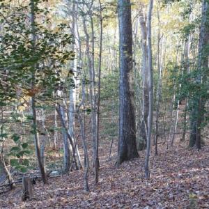 Photo of UNDER CONTRACT!  12.7 Acres of Residential Hunting Land For Sale in Isle of Wight County VA!
