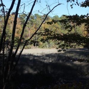 Photo of UNDER CONTRACT!  12.7 Acres of Residential Hunting Land For Sale in Isle of Wight County VA!