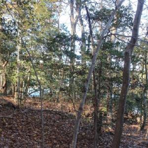 Photo of UNDER CONTRACT!  12.7 Acres of Residential Hunting Land For Sale in Isle of Wight County VA!