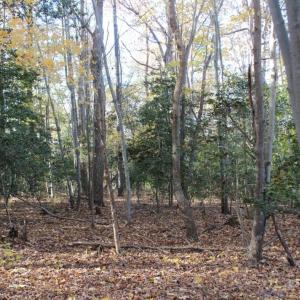 Photo of UNDER CONTRACT!  12.7 Acres of Residential Hunting Land For Sale in Isle of Wight County VA!