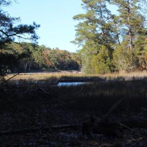 Photo of UNDER CONTRACT!  12.7 Acres of Residential Hunting Land For Sale in Isle of Wight County VA!