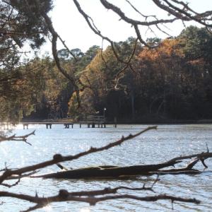 Photo of UNDER CONTRACT!  12.7 Acres of Residential Hunting Land For Sale in Isle of Wight County VA!