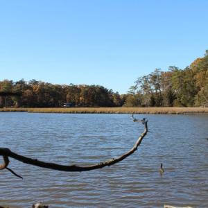 Photo of UNDER CONTRACT!  12.7 Acres of Residential Hunting Land For Sale in Isle of Wight County VA!