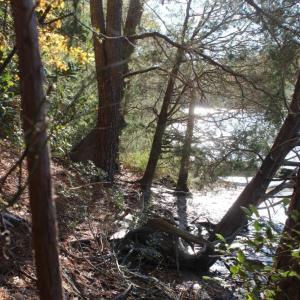 Photo of UNDER CONTRACT!  12.7 Acres of Residential Hunting Land For Sale in Isle of Wight County VA!