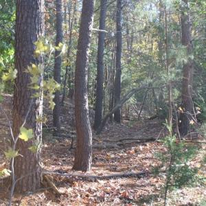 Photo of UNDER CONTRACT!  12.7 Acres of Residential Hunting Land For Sale in Isle of Wight County VA!