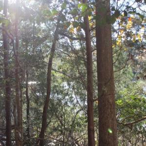 Photo of UNDER CONTRACT!  12.7 Acres of Residential Hunting Land For Sale in Isle of Wight County VA!