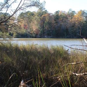 Photo of UNDER CONTRACT!  12.7 Acres of Residential Hunting Land For Sale in Isle of Wight County VA!