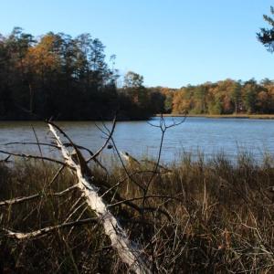 Photo of UNDER CONTRACT!  12.7 Acres of Residential Hunting Land For Sale in Isle of Wight County VA!