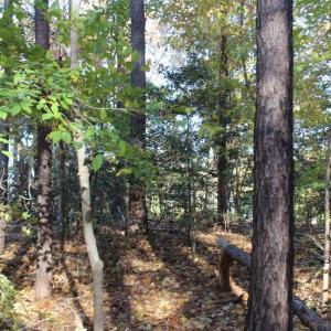 Photo of UNDER CONTRACT!  12.7 Acres of Residential Hunting Land For Sale in Isle of Wight County VA!