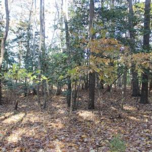 Photo of UNDER CONTRACT!  12.7 Acres of Residential Hunting Land For Sale in Isle of Wight County VA!