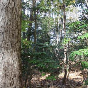 Photo of UNDER CONTRACT!  12.7 Acres of Residential Hunting Land For Sale in Isle of Wight County VA!
