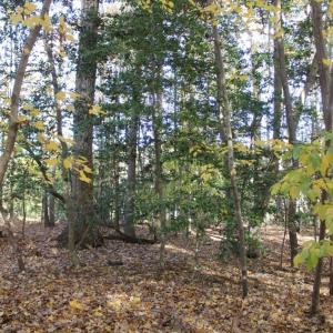 Photo of UNDER CONTRACT!  12.7 Acres of Residential Hunting Land For Sale in Isle of Wight County VA!