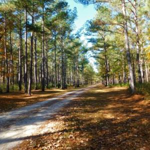 Photo of UNDER CONTRACT!  196.4 Acres of Residential and Timber Land For Sale in Edgecombe County NC!