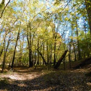 Photo of UNDER CONTRACT!  196.4 Acres of Residential and Timber Land For Sale in Edgecombe County NC!
