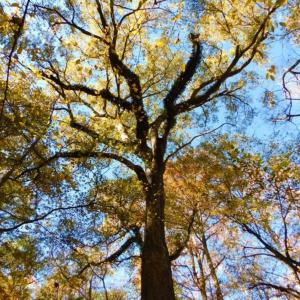 Photo of UNDER CONTRACT!  196.4 Acres of Residential and Timber Land For Sale in Edgecombe County NC!