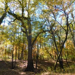 Photo of UNDER CONTRACT!  196.4 Acres of Residential and Timber Land For Sale in Edgecombe County NC!