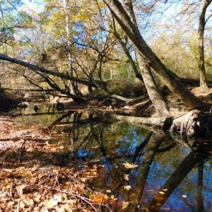 Photo of UNDER CONTRACT!  196.4 Acres of Residential and Timber Land For Sale in Edgecombe County NC!
