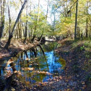Photo of UNDER CONTRACT!  196.4 Acres of Residential and Timber Land For Sale in Edgecombe County NC!