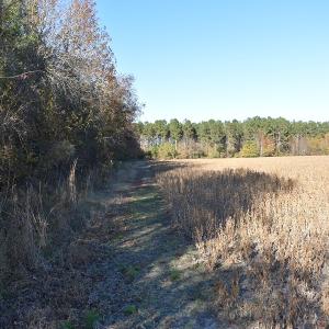 Photo of UNDER CONTRACT!  34.116 Acres Of Open Timber Land For Sale in Southampton County VA!