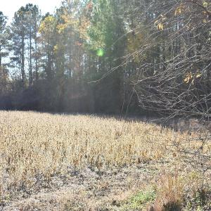 Photo of UNDER CONTRACT!  34.116 Acres Of Open Timber Land For Sale in Southampton County VA!