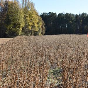 Photo of UNDER CONTRACT!  34.116 Acres Of Open Timber Land For Sale in Southampton County VA!