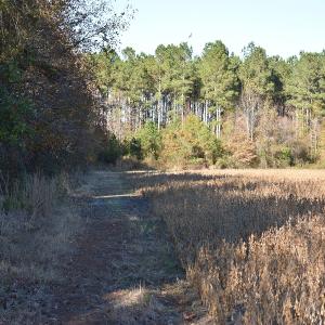 Photo of UNDER CONTRACT!  34.116 Acres Of Open Timber Land For Sale in Southampton County VA!