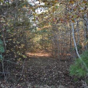 Photo of UNDER CONTRACT!  34.116 Acres Of Open Timber Land For Sale in Southampton County VA!