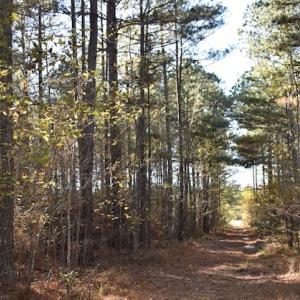 Photo of UNDER CONTRACT!  34.116 Acres Of Open Timber Land For Sale in Southampton County VA!