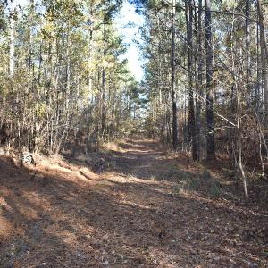Photo of UNDER CONTRACT!  34.116 Acres Of Open Timber Land For Sale in Southampton County VA!