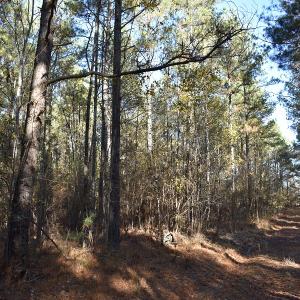 Photo of UNDER CONTRACT!  34.116 Acres Of Open Timber Land For Sale in Southampton County VA!