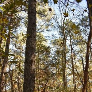 Photo of UNDER CONTRACT!  34.116 Acres Of Open Timber Land For Sale in Southampton County VA!