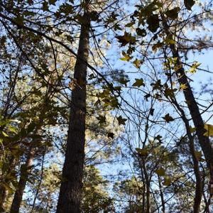 Photo of UNDER CONTRACT!  34.116 Acres Of Open Timber Land For Sale in Southampton County VA!