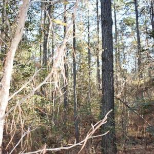 Photo of UNDER CONTRACT!  34.116 Acres Of Open Timber Land For Sale in Southampton County VA!