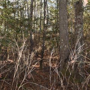 Photo of UNDER CONTRACT!  34.116 Acres Of Open Timber Land For Sale in Southampton County VA!