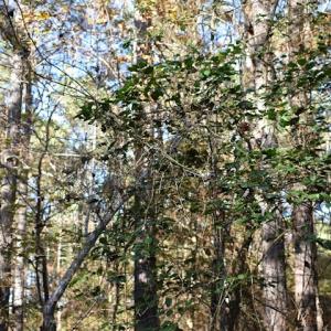 Photo of UNDER CONTRACT!  34.116 Acres Of Open Timber Land For Sale in Southampton County VA!