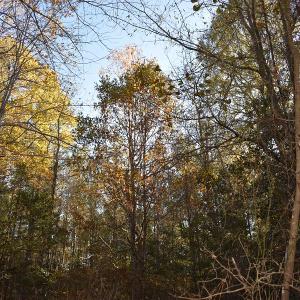 Photo of UNDER CONTRACT!  34.116 Acres Of Open Timber Land For Sale in Southampton County VA!