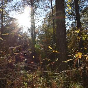 Photo of UNDER CONTRACT!  34.116 Acres Of Open Timber Land For Sale in Southampton County VA!