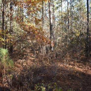 Photo of UNDER CONTRACT!  34.116 Acres Of Open Timber Land For Sale in Southampton County VA!